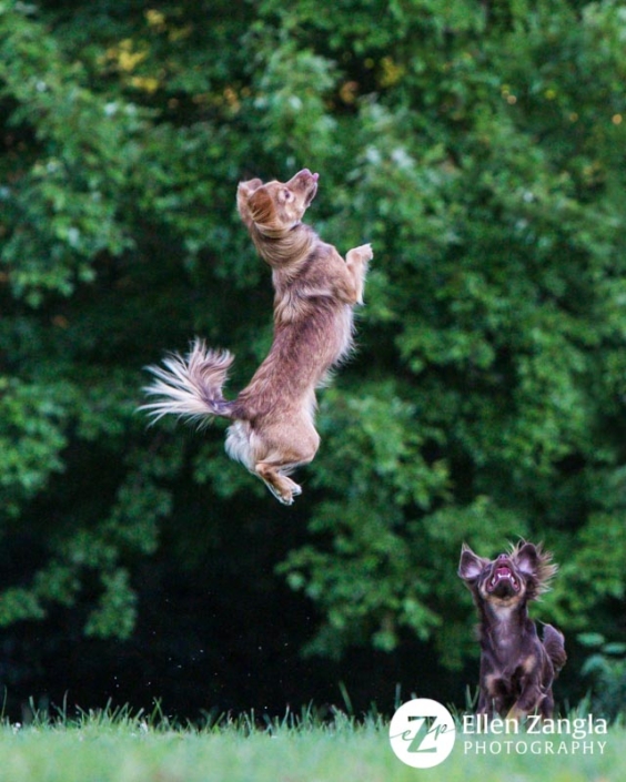 Photo of Chihuahua mix dog jumping by Ellen Zangla Photography in Loudoun County VA
