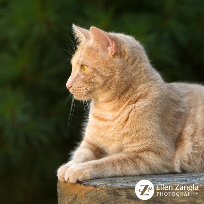 Award-winning photo of ginger cat by Ellen Zangla Photography in Loudoun County VA