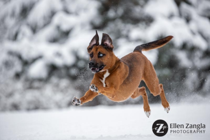 Photo of mixed breed dog running in the snow in Loudoun County VA by Ellen Zangla Photography