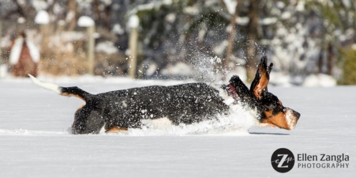 Photo of Basset Hound running in the snow in Loudoun County VA by Ellen Zangla Photography