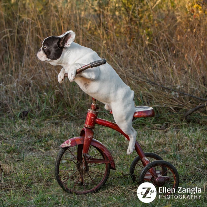 Funny photo of French Bulldog puppy in Leesburg VA by Ellen Zangla Photography