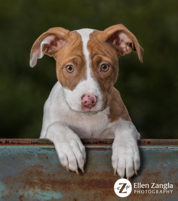 Award-winning photo of mixed breed puppy taken in Loudoun County VA by Ellen Zangla Photography
