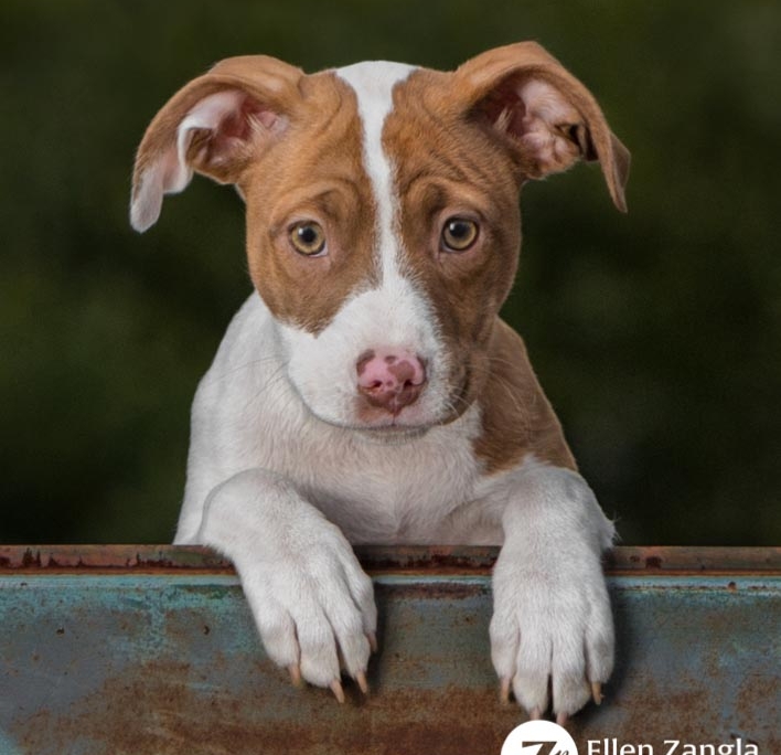Award-winning photo of mixed breed puppy taken in Loudoun County VA by Ellen Zangla Photography