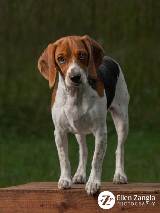 Photo of Beagle in Loudoun County VA by Ellen Zangla Photography