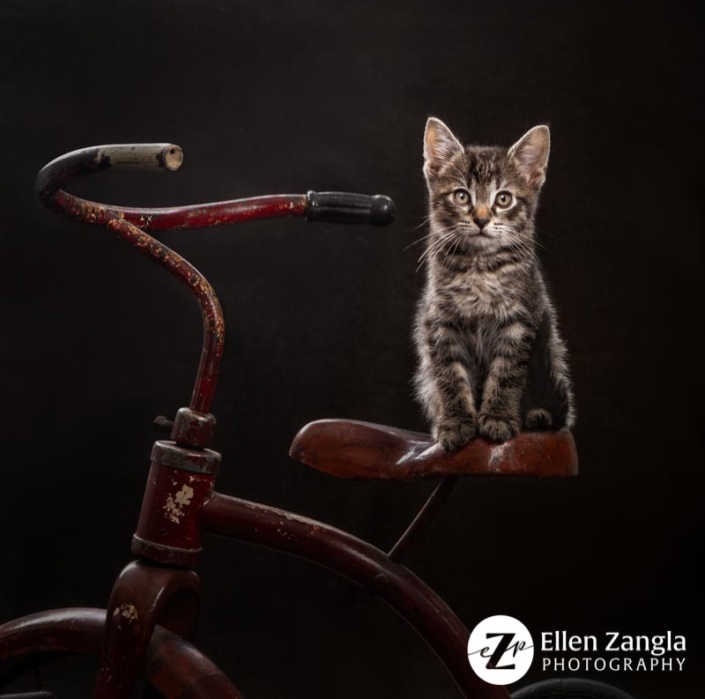 Award-winning kitten photo taken in Leesburg VA by Ellen Zangla Photography