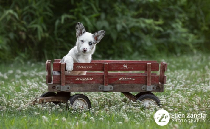 Photo of Corgi puppy by Ellen Zangla Photography taken in Loudoun County VA