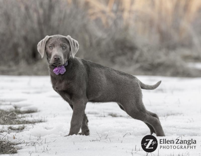 Photo of Silver Lab puppy by Ellen Zangla Photography in Loudoun County VA