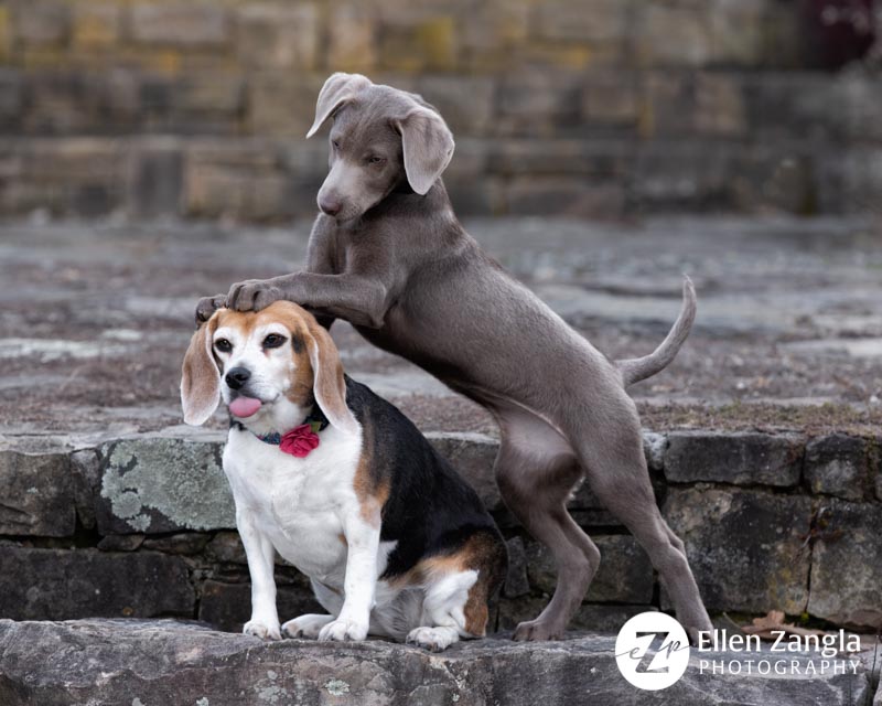 Funny photo of Lab puppy and Beagle in Loudoun County VA by Ellen Zangla Photography