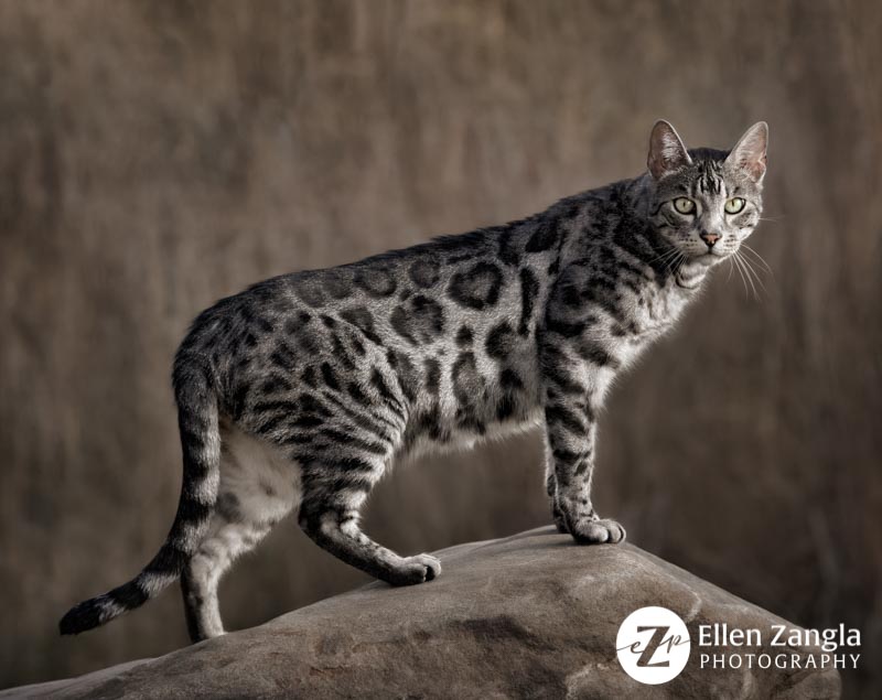 Award-winning photo of Bengal Cat taken by Ellen Zangla Photography in Loudoun County VA