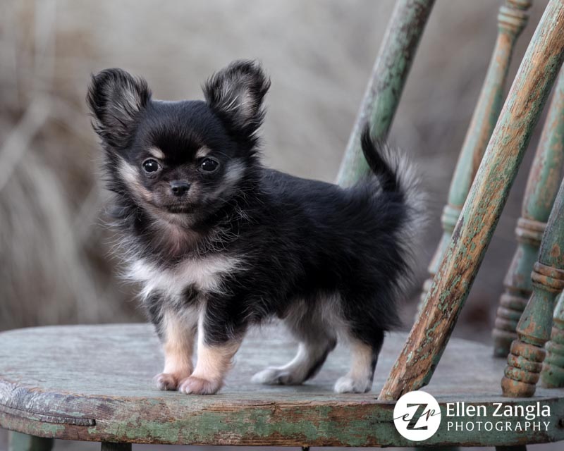 Chihuahua puppy photo by Ellen Zangla Photography in Loudoun County VA