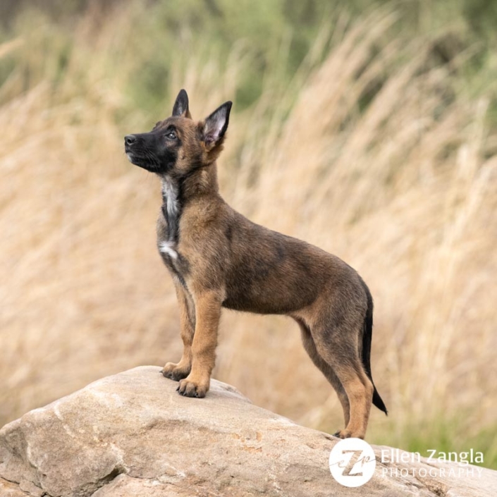 Belgian Malinois puppy photo by Ellen Zangla Photography, professional pet photographer, in Loudoun County VA