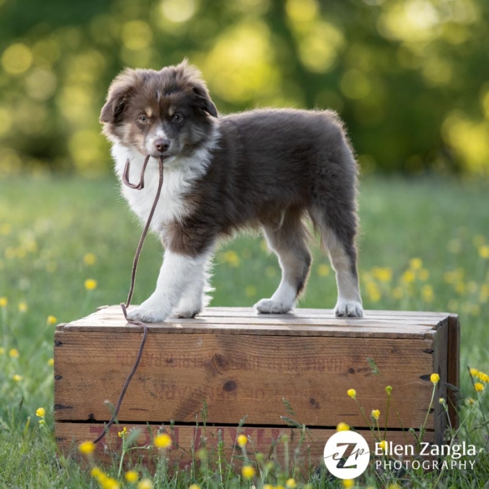 Photo of Miniature Aussie puppy taken in Loudoun County VA by Ellen Zangla Photography