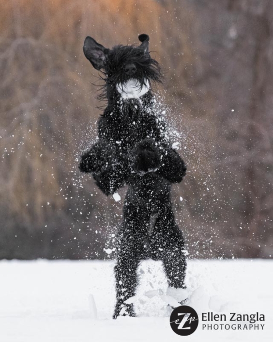 Photo of Giant Schnauzer playing in the snow in Loudoun County VA by Ellen Zangla Photography