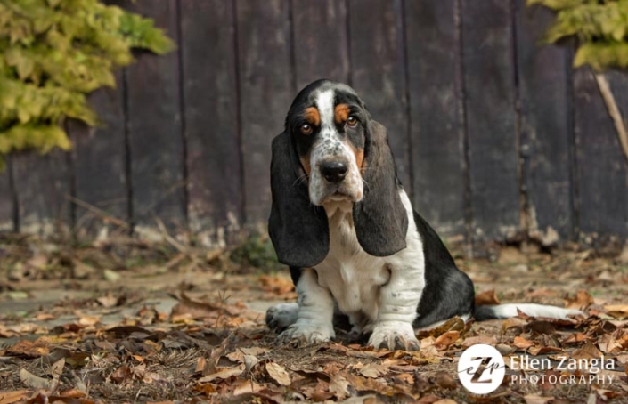 Award-winning Basset Hound puppy photo by Ellen Zangla Photography in Loudoun County VA