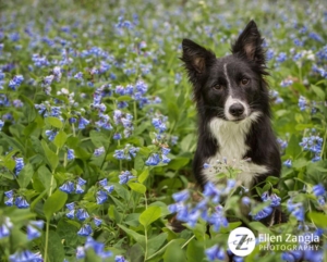 Photo of Border Collie in the bluebells in Loudoun County VA by Ellen Zangla Photography