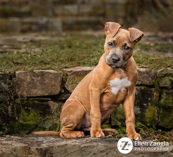 Award-winning photo of Pitbull puppy taken in Loudoun County VA by Ellen Zangla Photography
