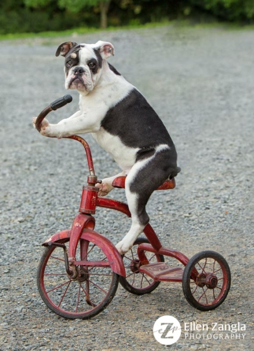 Photo of Bulldog puppy on tricycle taken in Loudoun County VA by Ellen Zangla Photography