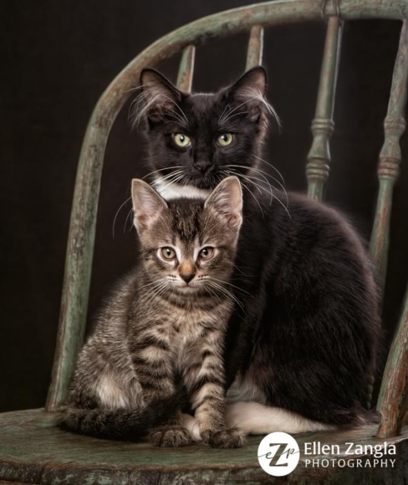 Award-winning photo of two kittens taken in Leesburg VA by Ellen Zangla Photography
