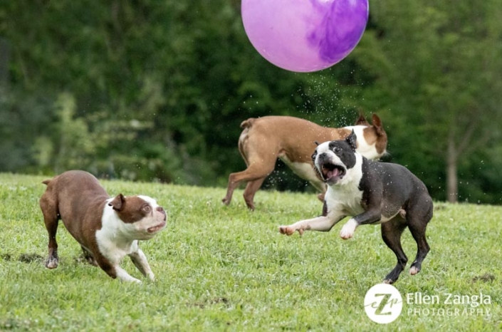 Funny photo of Boston Terriers playing by Ellen Zangla Photography in Loudoun County VA
