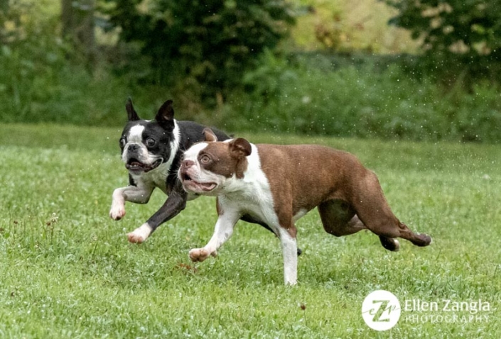 Photo of two Boston Terriers playing in Loudoun County VA by Ellen Zangla Photography