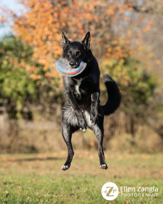 Photo of dog catching a Frisbee by Ellen Zangla Photography in Loudoun County VA