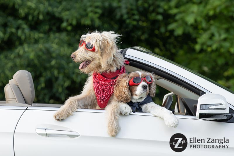 Funny photo of Goldendoodle and King Charles Spaniel in Loudoun County VA by Ellen Zangla Photography