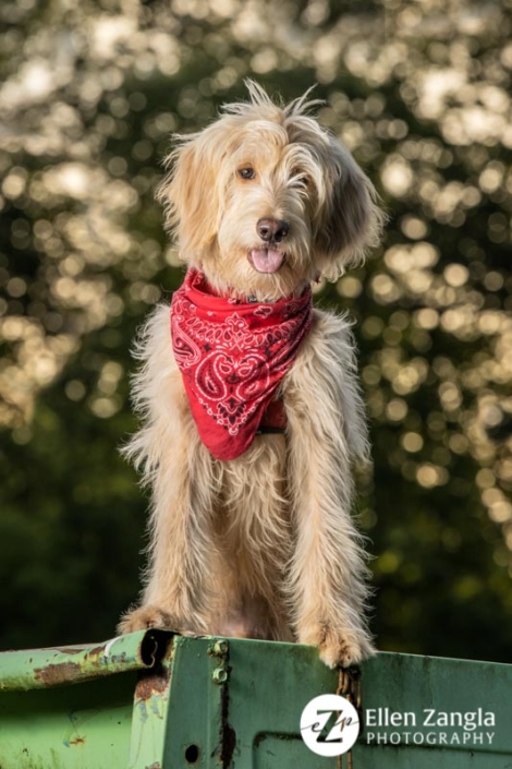 Photo of Goldendoodle puppy in Loudoun County VA by Ellen Zangla Photography