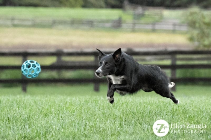 Photo of Border Collie mix chasing a ball in Faquier County by Ellen Zangla Photography