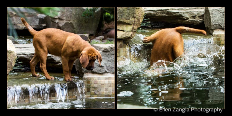 Funny photo of Redbone Coonhound puppy by Ellen Zangla Photography in Loudoun County VA