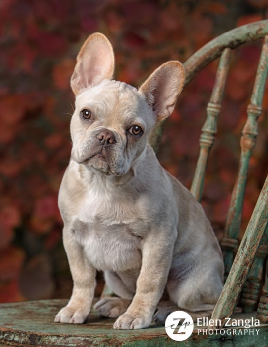Award-winning photo of French Bulldog puppy taken in Loudoun County VA by Ellen Zangla Photography