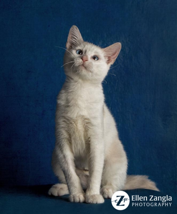 Award-winning kitten photo by Ellen Zangla Photography in Loudoun County VA