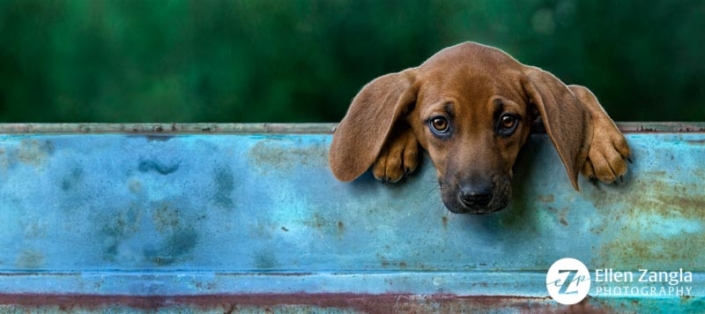 Award-winning photo of Redbone Coonhound Puppy in Loudoun County VA by professional pet photographer Ellen Zangla Photography