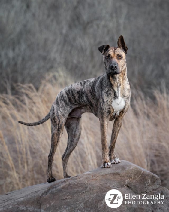 Award-winning photo of mixed breed dog in Loudoun County VA by Ellen Zangla Photography\