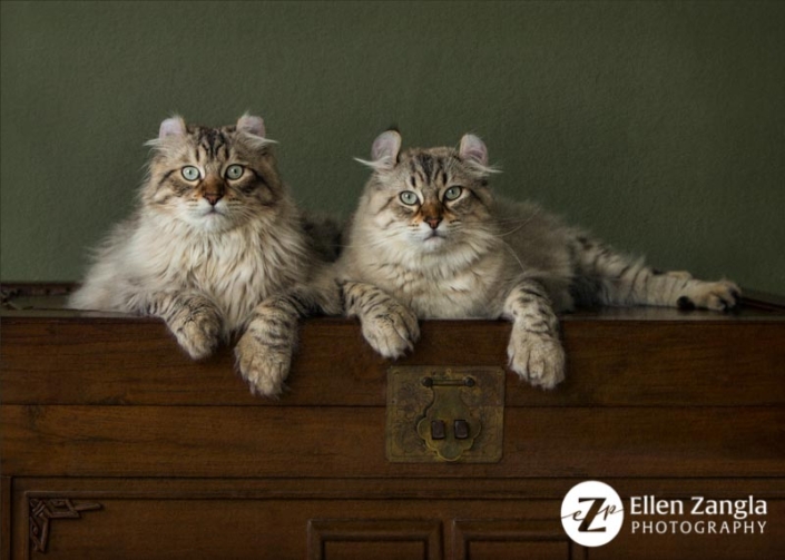 Photo of two cats by Ellen Zangla Photography in Leesburg VA