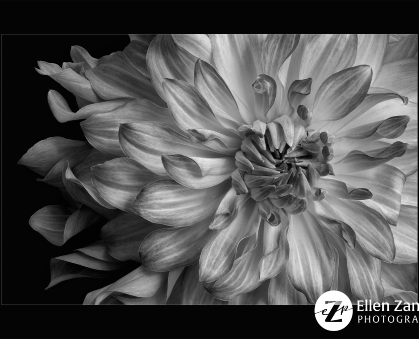 Photo of Dahlia by Ellen Zangla Photography