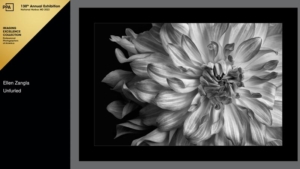 Close up black and white of Dahlia.