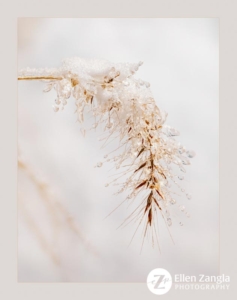 Close-up of grass covered in ice with snow behind it.