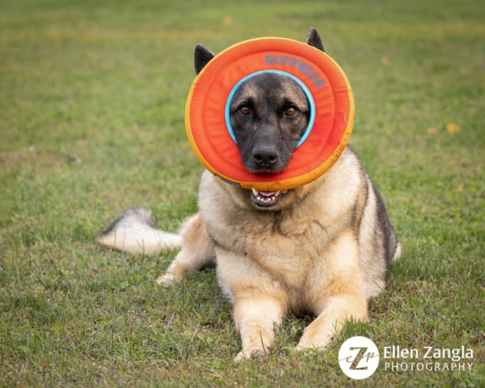 Funny portrait of German Shepherd Dog with Frisbee over his face.