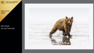 Grizzly bear running through the water looking at the camera.