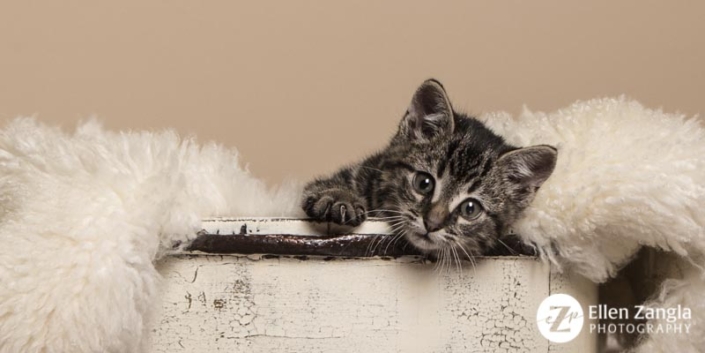 Adorable kitten in a bucket looking directly at the camera.