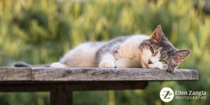 Gray and white cat lying on table outside looking at the camera.