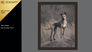 Dog standing on a boulder outside in front of grasses.