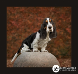 Basset hound puppy sitting on pot outside in the fall.