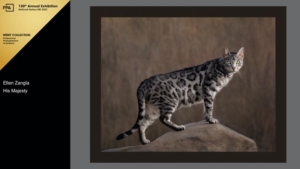 Bengal cat standing on a boulder outdoors in front of tall grasses.