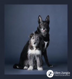 Scruffy puppy sitting in front of older dog for studio portrait.