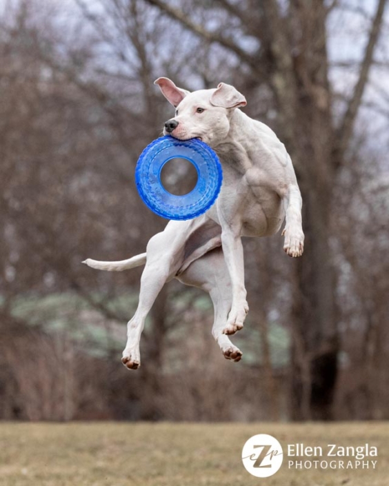 Dog jumping outside to catch frisbee.