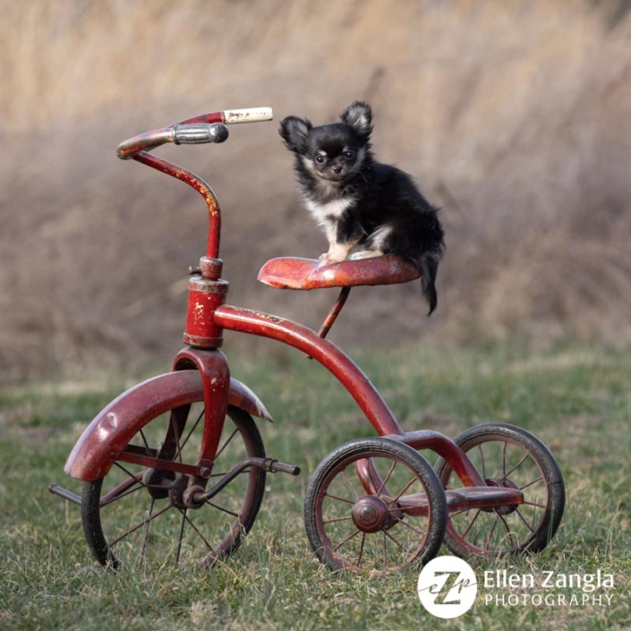 Chihuahua puppy seated on a tricycle outside.