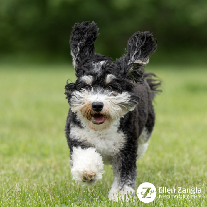 Mini Bernedoodle dog running outside with ears up.