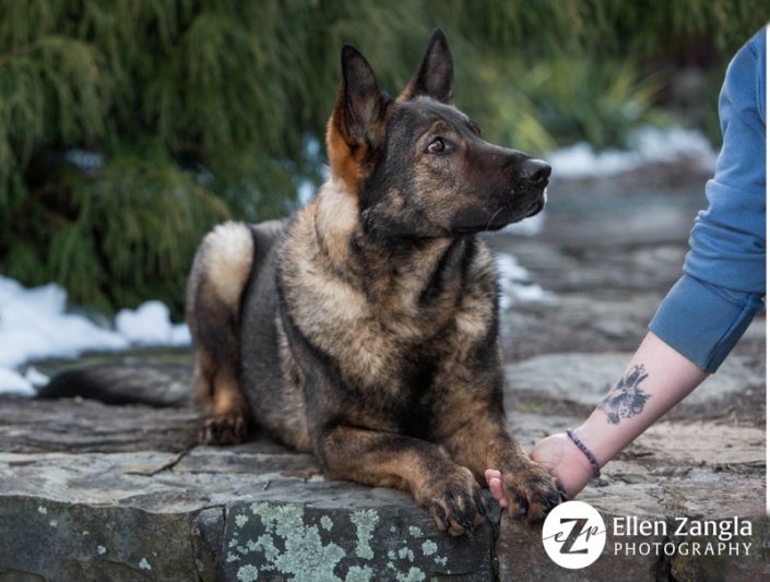 German Shepherd dog looking up at owner with his paw in her hand.