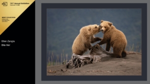 Grizzly bear cubs playing on the beach in Lake Clark, AK.